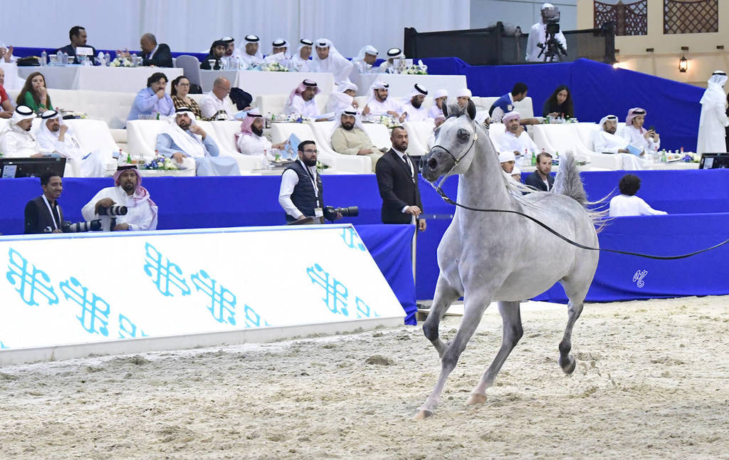 Colts 3 Years Old: D Bass