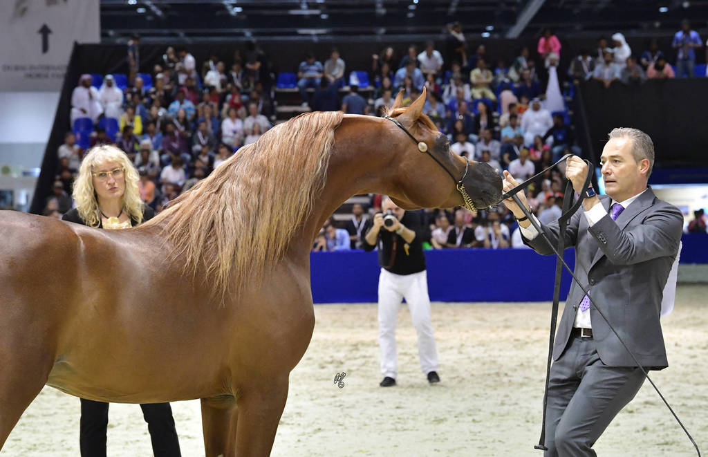 Colts 3 Years Old: RD Harenaado