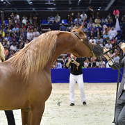 Colts 3 Years Old: RD Harenaado