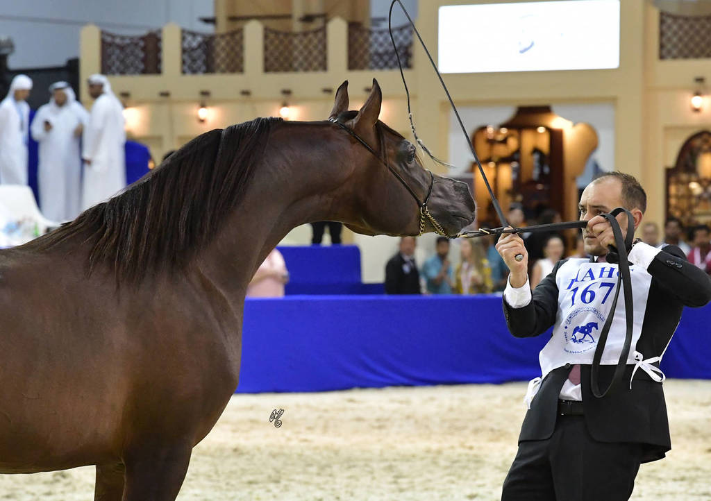 Colts 3 Years Old: YAS BHM