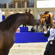 Colts 3 Years Old: YAS BHM