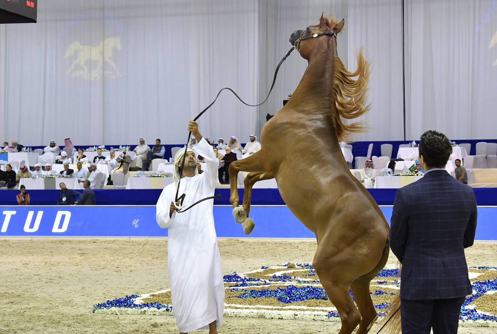 Colts 3 Years Old: D Shallal