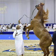 Colts 3 Years Old: D Shallal