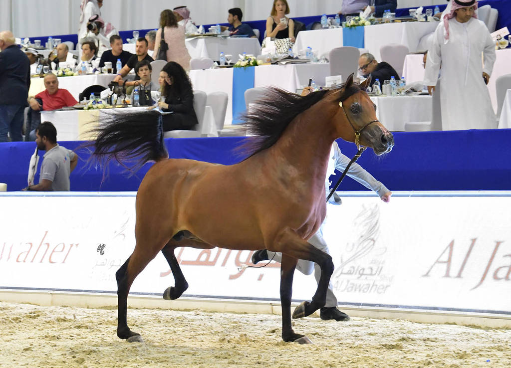 Colts 3 Years Old: SG Mehwar