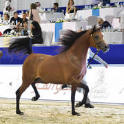 Colts 3 Years Old: SG Mehwar