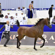 Colts 2 Years Old: Fam Al Khamis