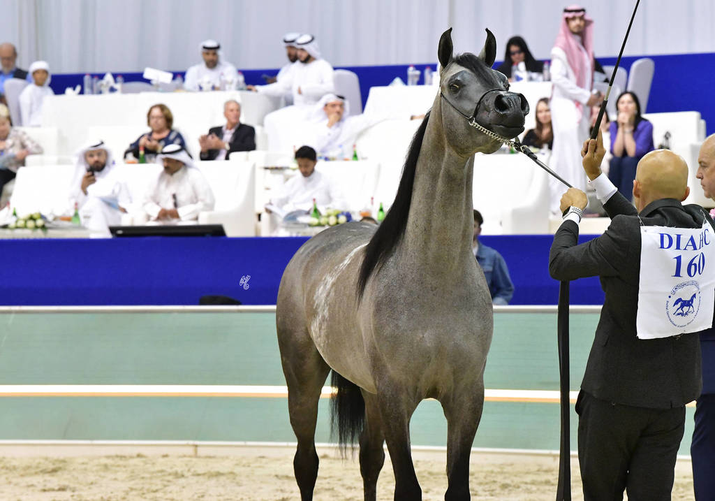 Colts 2 Years Old: Maher Al Sayed