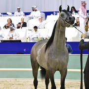 Colts 2 Years Old: Maher Al Sayed