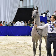 Yearling Colt: Faker Albateen