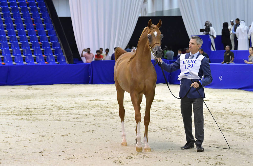 Yearling Colt: Hayzoom