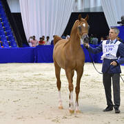 Yearling Colt: Hayzoom