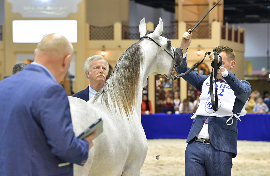 Yearling Colt:  D Mahji