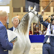 Yearling Colt:  D Mahji