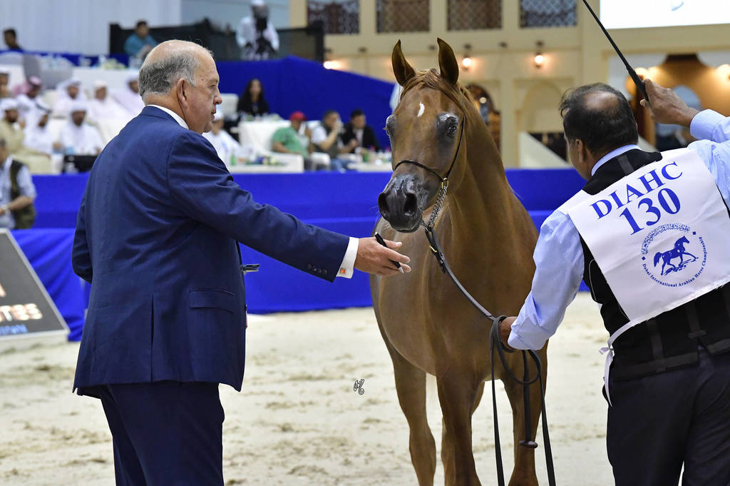 Yearling Colt: Ibn Lal