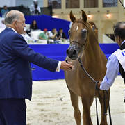 Yearling Colt: Ibn Lal