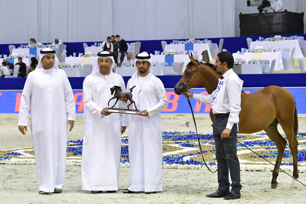 Colt Foal: AJ Nabhan