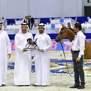 Colt Foal: AJ Nabhan