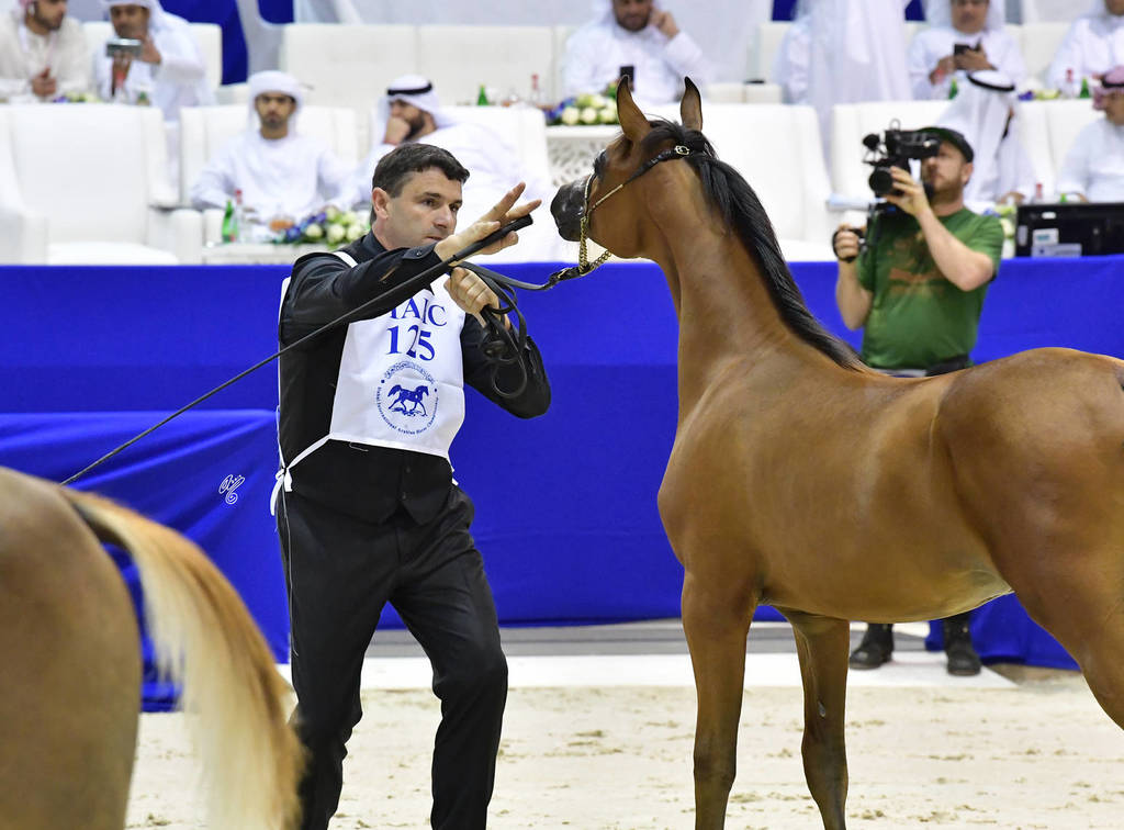 Colt Foal: AJ Nabhan