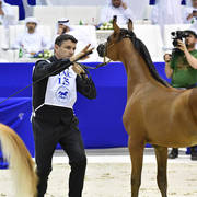 Colt Foal: AJ Nabhan