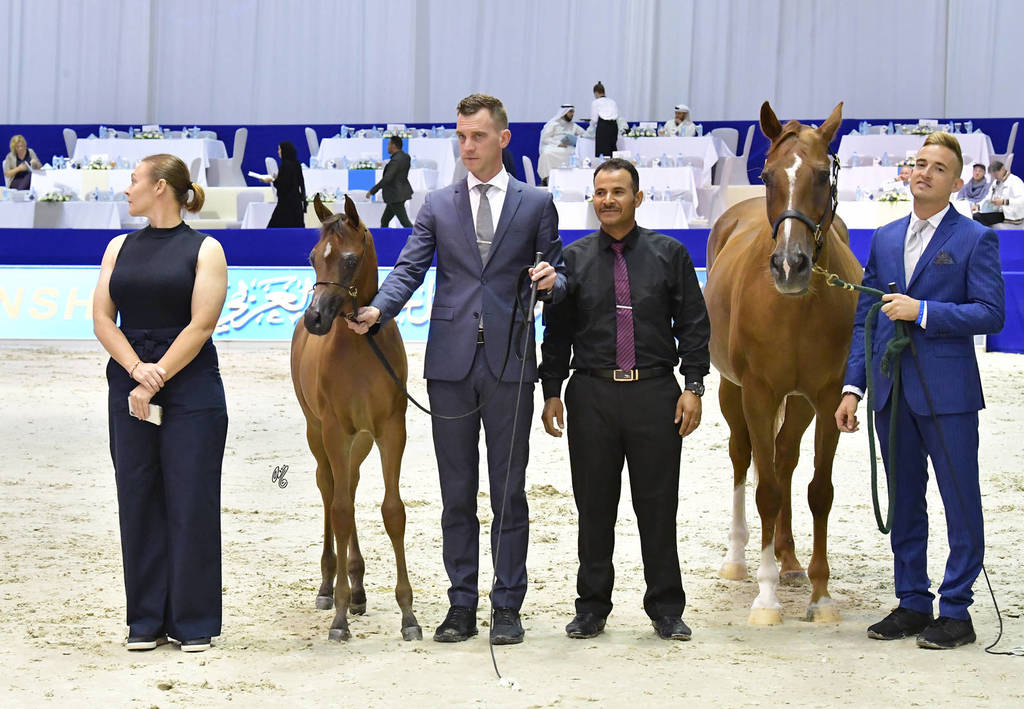 Colt Foal: Ghaly Al Hawajer