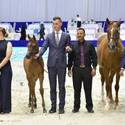 Colt Foal: Ghaly Al Hawajer