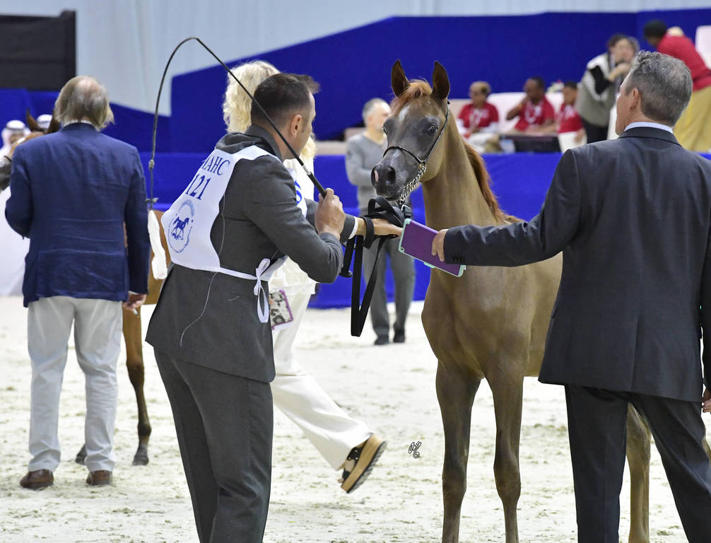 Colt Foal: Sadad Mugider