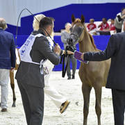 Colt Foal: Sadad Mugider