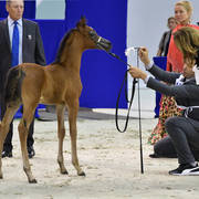 Colt Foal: SS Adel