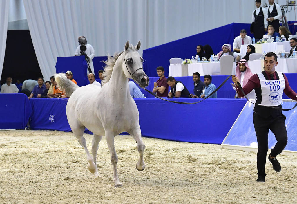 Mares 10 Years and More: Fermata