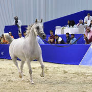 Mares 10 Years and More: Fermata