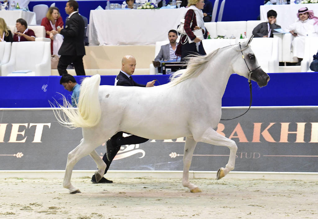 Mares in Age 7-9 Years Old: Prosaria