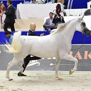 Mares in Age 7-9 Years Old: Prosaria
