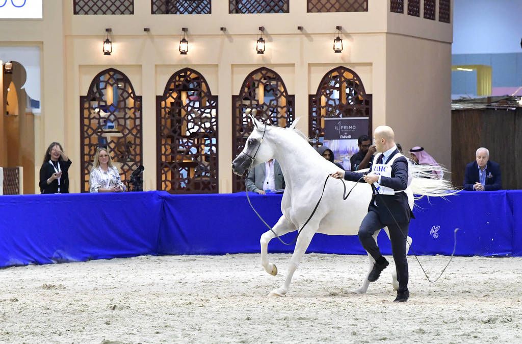 Mares in Age 7-9 Years Old: Prosaria