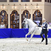 Mares in Age 7-9 Years Old: Prosaria