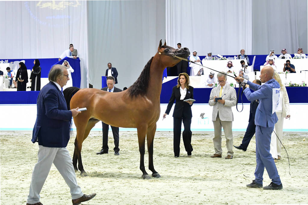 Mares in Age 7-9 Years Old: Ajadore