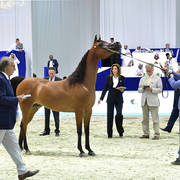 Mares in Age 7-9 Years Old: Ajadore