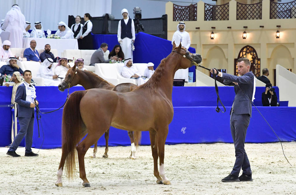 Mares in Age 4-6 Years Old: Ghalyah Al Hawajer