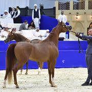 Mares in Age 4-6 Years Old: Ghalyah Al Hawajer