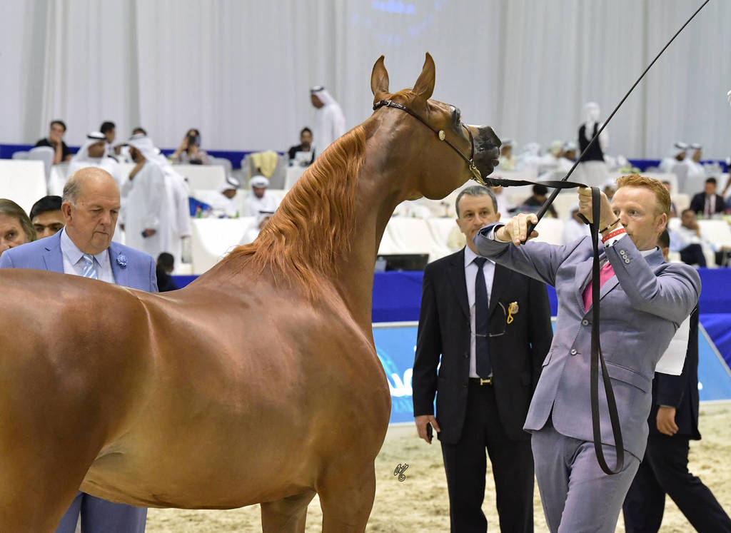 Fillies 3 Years Old: Venice MI