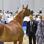 Fillies 3 Years Old: Venice MI