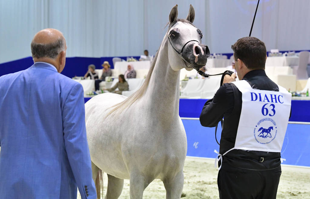 Fillies 3 Years Old: RK Sadeem