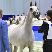 Fillies 3 Years Old: RK Sadeem