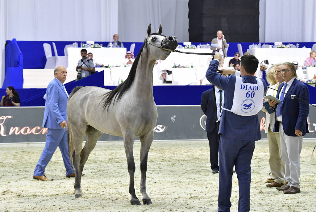 Fillies 3 Years Old: Exaltress