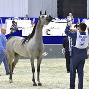Fillies 3 Years Old: Exaltress