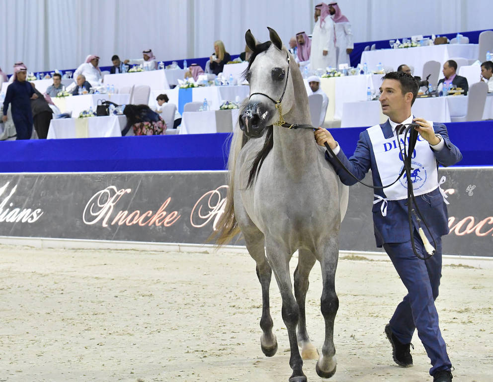 Fillies 3 Years Old: Exaltress