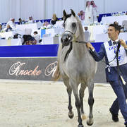 Fillies 3 Years Old: Exaltress