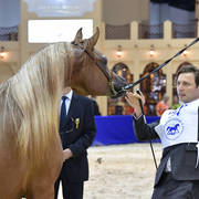 Fillies 2 Years Old: Fola Al Remas