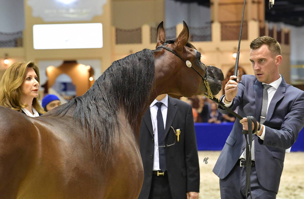 Fillies 2 Years Old: Mai Al Hawajer