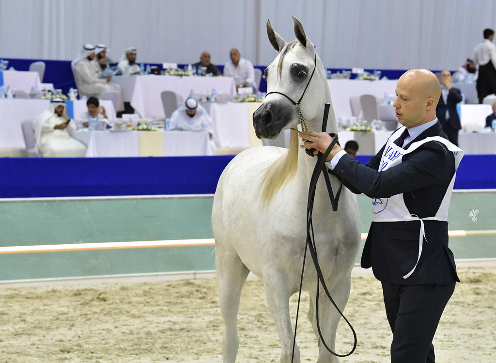 Fillies 2 Years Old: AV Purple Rain