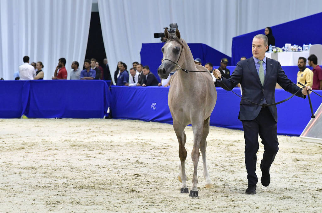 Yearling Filly: SQ Gharam